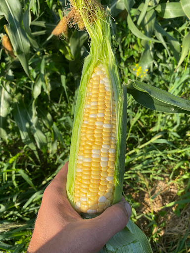 Burkholder bros Corn Farm