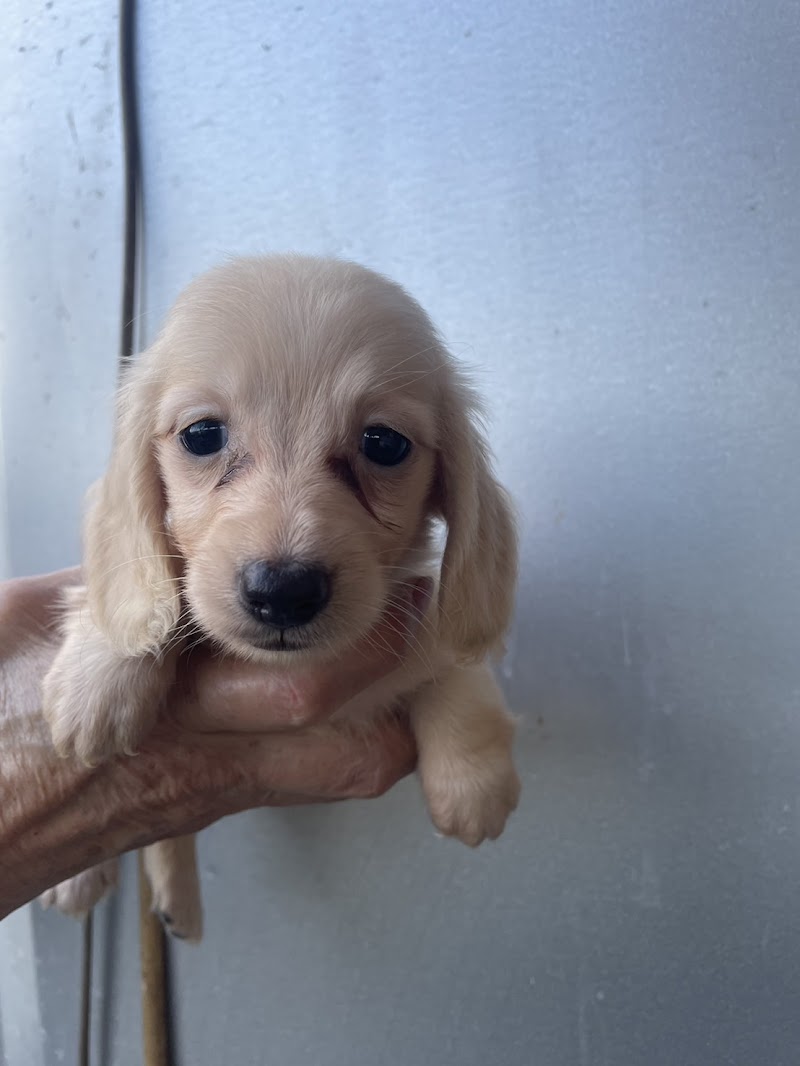 やまの子犬やさん