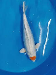 Photo n°17 de Saint Morat Pisciculture à Thouron (Ferme aquacole)