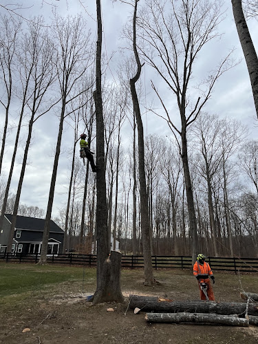 Green Tree Services