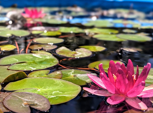 Florida Aquascaping - Visual