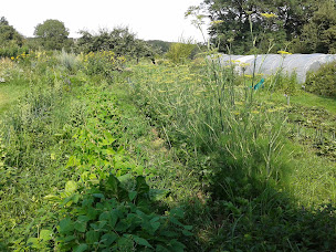 Photo n°3 de Les Jardins de Karine à Moriviller (Auto-cueillette)