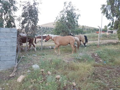 Photos of چێشتخانە&zwnj; و كە&zwnj;بابی بازیان