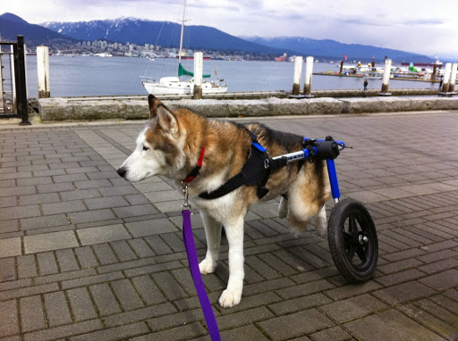Handicapped Pets Canada - Thumbnail