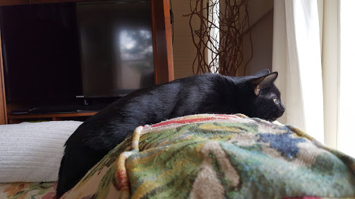 Sullivan County Humane Society Gallery - United States