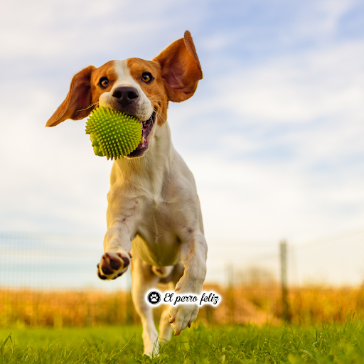 Hotel para perros El Perro Feliz Bizkaia - Alojamiento Canino - Hospedaje Canino
