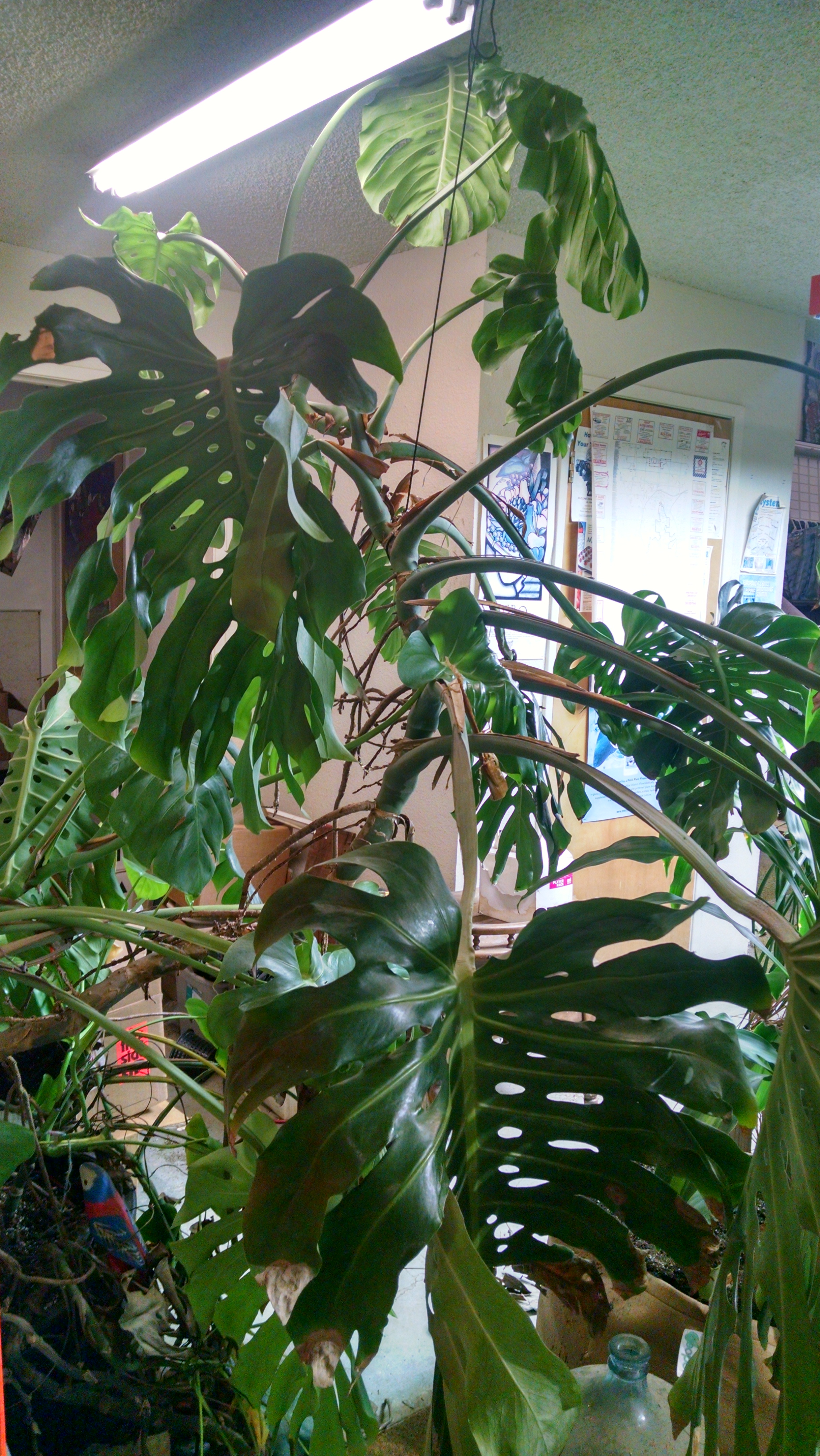 Tell 2 Friends Indoor Gardening and Hydroponics