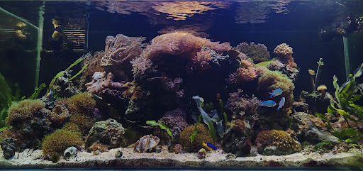 Acuario Ambientz - Thumbnail