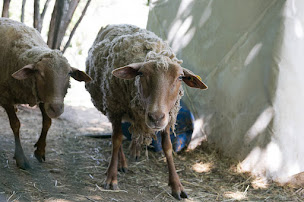 Photo n°4 de Ferme pédagogique Graines de Fermiers à Peille (Ferme pédagogique)
