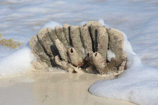 Punta Sam / Isla Blanca