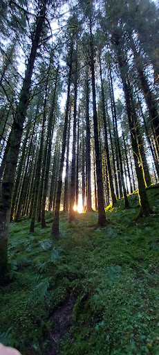 Craik Forest Upper Car Park - Thumbnail