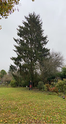 Photo n°18 de ARTISAN SCHATZ à Misy-sur-Yonne (Service d'élagage)