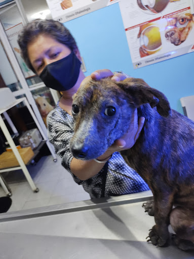 Clínica Veterinaria "Estrella"