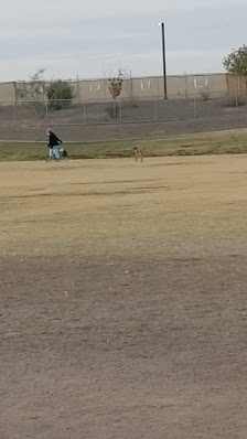 Photo 3 de Copper Sky Park Dog Park from Videos