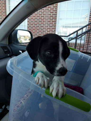 Animal Care Center of Strasburg - Thumbnail