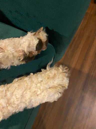 Pup Town Grooming - Thumbnail