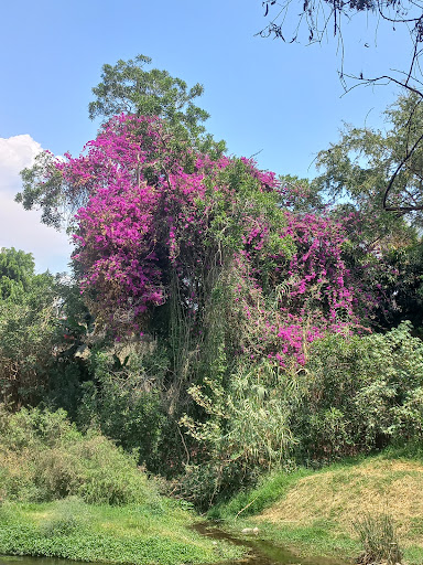 Rio Yautepec - Visual