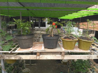 Photos of Masjid Bait-ul Haq Bojonggede