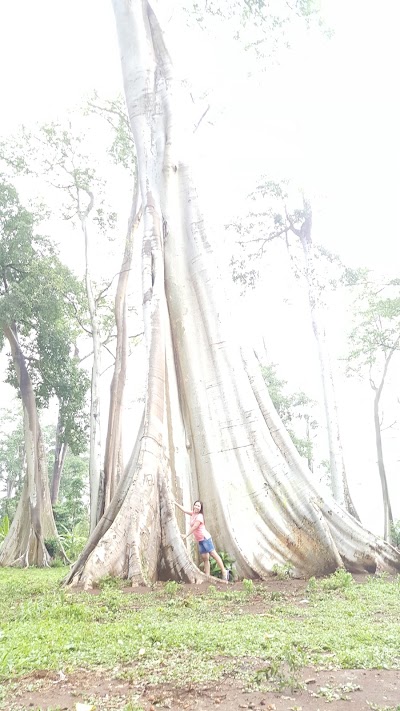 Photos of Big Tree Sambelia