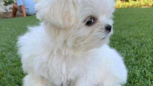 VIP Priority Cargo & Express Courier