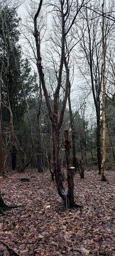 Havannah Nature Reserve Gallery - United Kingdom