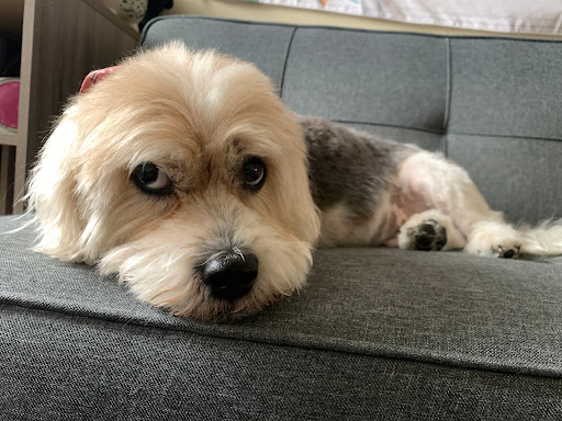 Vivi Pet Care - Thumbnail