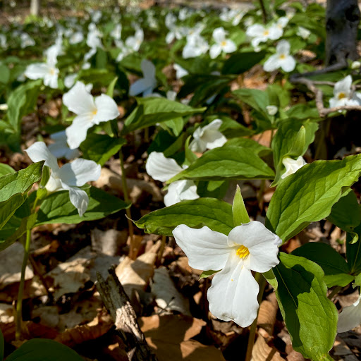 Willmarth Woods Natural Area - Thumbnail