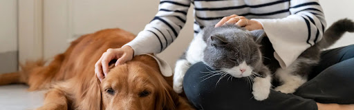 Looking for reliable and compassionate pet care services in Gota? Our professional pet care cente… post image