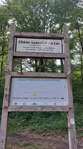 Chêne Lancelot du Lac - Thumbnail