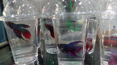 Photos of Animalerie Le Printemps