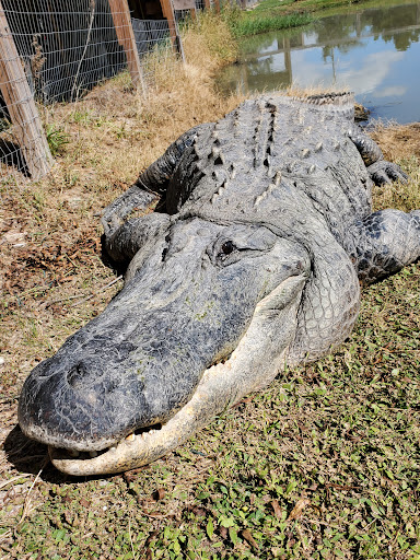 Gator Country Gallery - United States