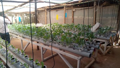 Photos of Hydroponics Africa