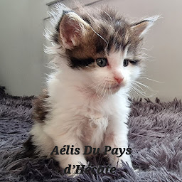 Photo n°18 de Chatterie du Pays d’Hécate : Élevage de chats/chatons maine coon Loof en Indre-et-Loire, Centre-Val de Loire à Chambourg-sur-Indre (Éleveur de chats)