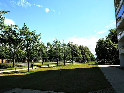 Schwedt, Lindenallee - Thumbnail