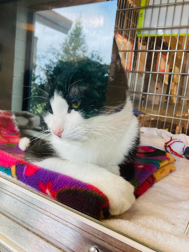 Humane Society Of Portage County Inc