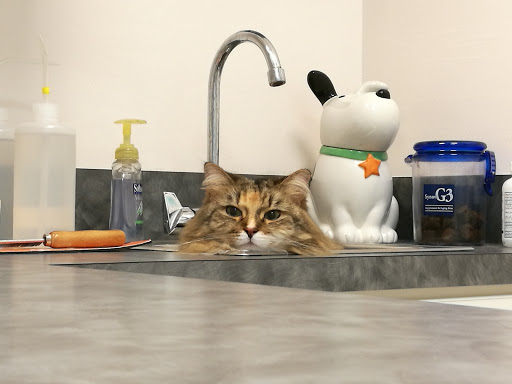 North Naples Veterinary Hospital Gallery - United States