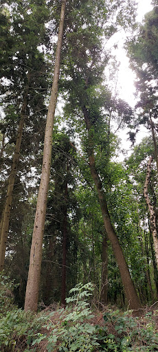 Beech Wood - Thumbnail