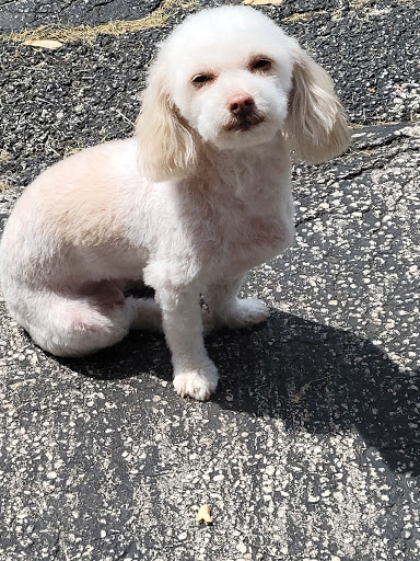 Shear Delight Pet Salon - Thumbnail