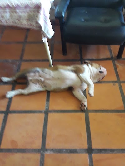 veterinary-care