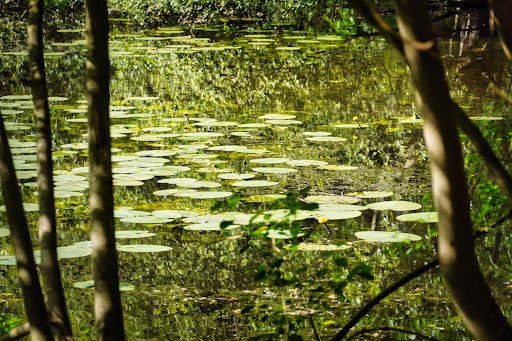 Offermanns Weiher - Visual
