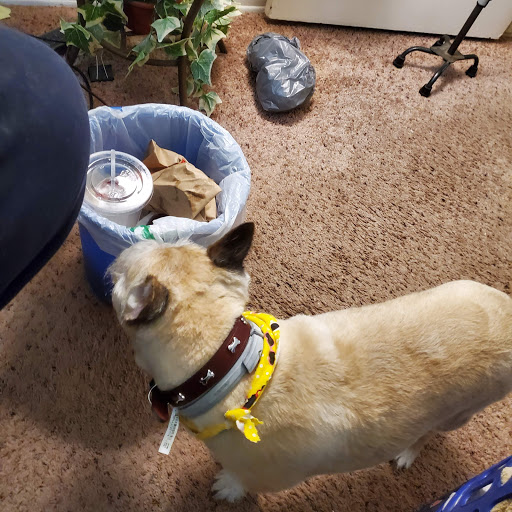 Love Your Pet Grooming Shop - Thumbnail