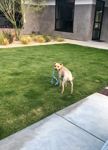 BARC Adoption Center/ Thrift Store Gallery - United States