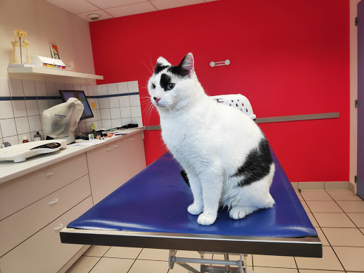 Vet Clinic-Dr Cornish Daridon - Thumbnail