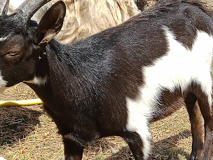 Photo n°20 de GAEC des Sagnes. à Turriers (Marché fermier)