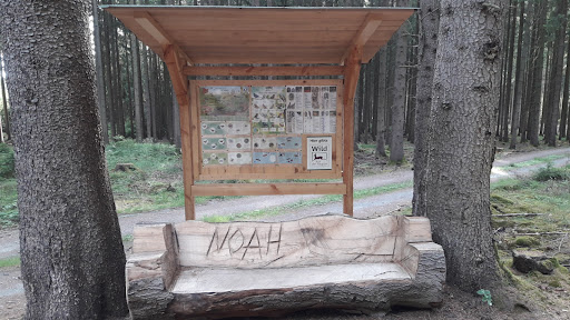 Waldkreuzung "Stern" - Thumbnail
