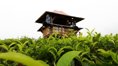 Photos of Kebun Teh Kertowono,Gucialit, Kab.Lumajang