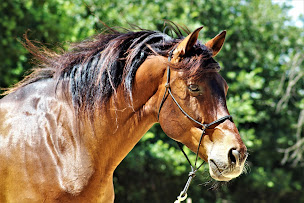 Photo n°9 de CENTRE EQUESTRE PONEY CLUB DU PHOENIX à Cairanne (Club d'équitation)
