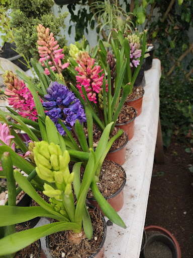 Vivero Mi pequeño paraíso - Thumbnail