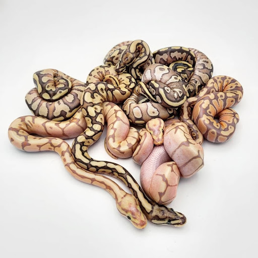 OrionXotic's - Visual