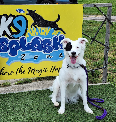 K9 Splash Zone - Visual
